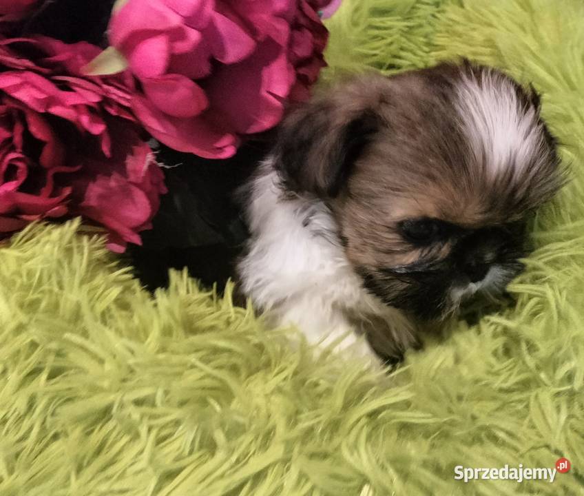 Shih tzu FCI suczka