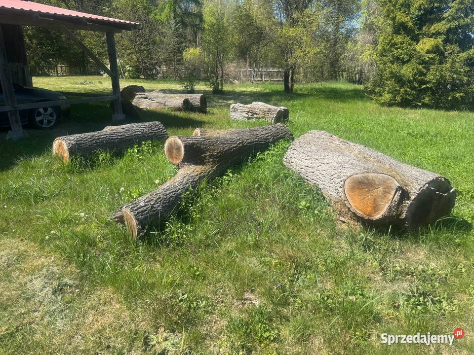 Dąb tarcia dębowa monolit Jeżowe