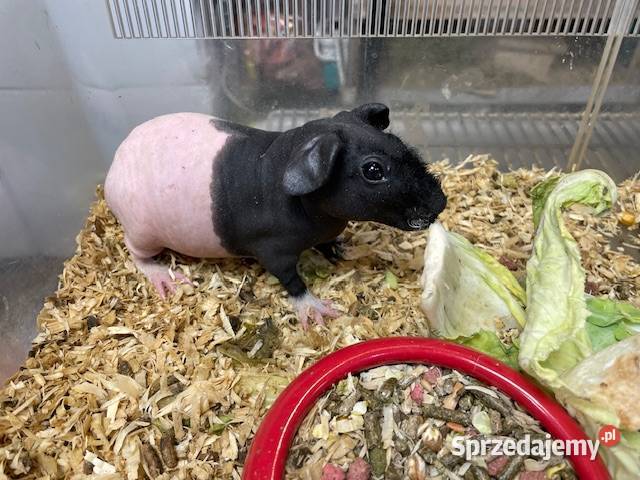 kawia skin łysa świnka morska