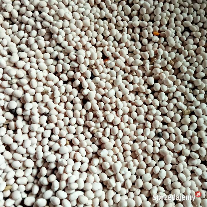 łubin wąskolistny Pozostałe Poręba