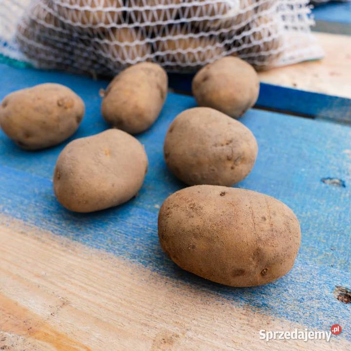 Ziemniaki sadzeniaki jrga lord Staroźreby