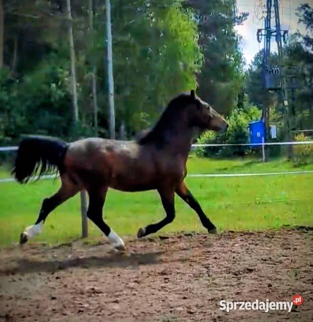 Sprzedam dwu letniego walacha Ręczno