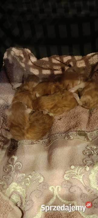 zapowiedź miotu Maine Coon Starogard Gdański sprzedam