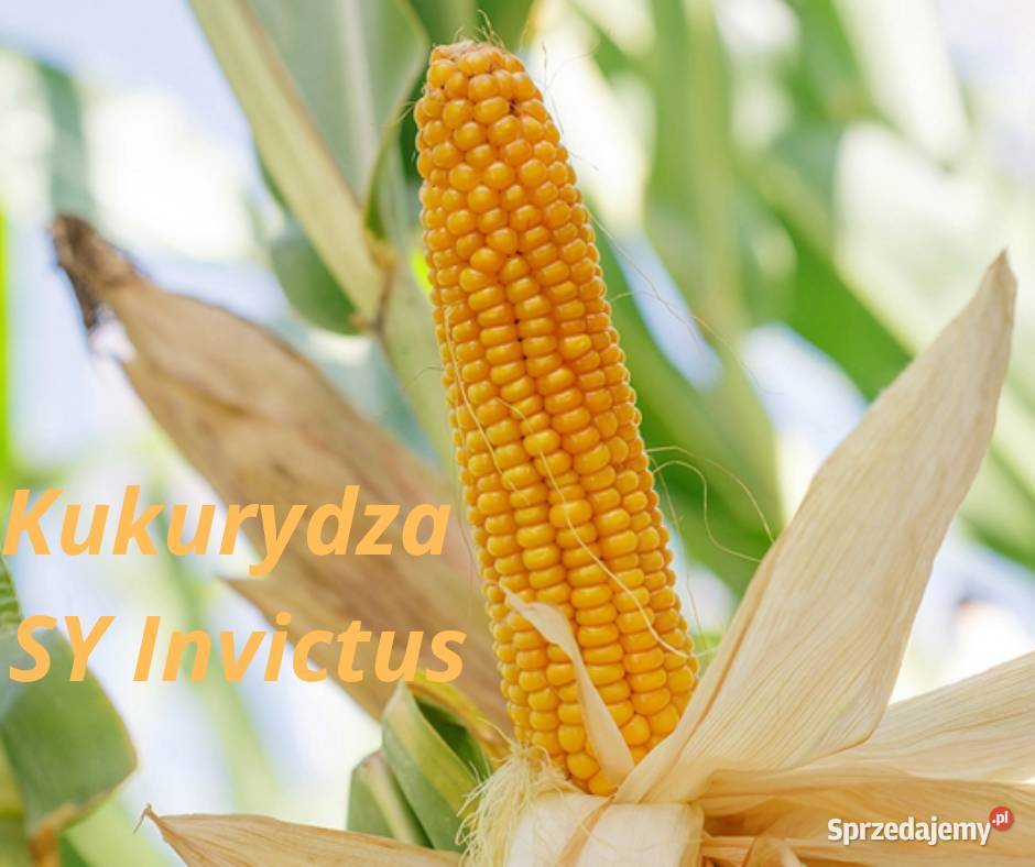 Nasiona kukurydzy SY Invictus Węgrzce