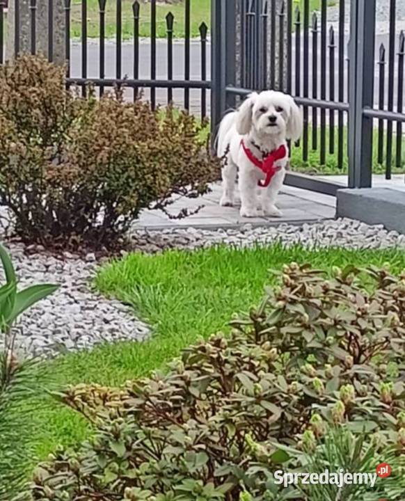 Maltańczyk reproduktor wielkopolskie Kołaczkowo sprzedam