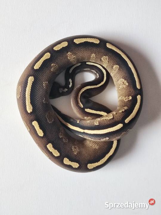 Wąż Pyton królewski GHI BlackHead Phantom Python Warszawa