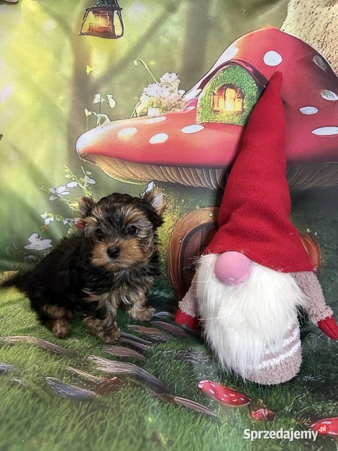 Yorkshire Terrier Wrocław