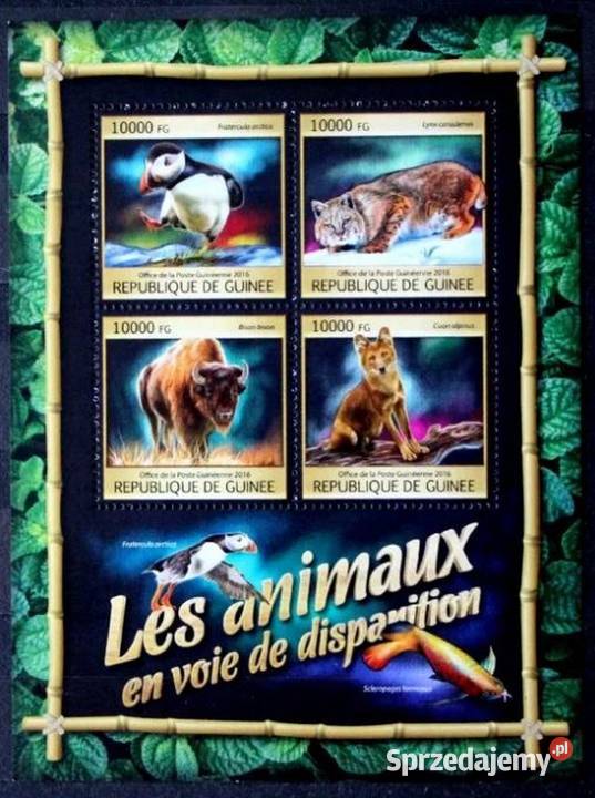 Gwinea fauna sprzedam