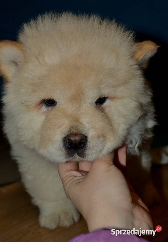 CHOW CHOW CZAU CZAU ŚLICZNE SUCZKI Janinów sprzedam