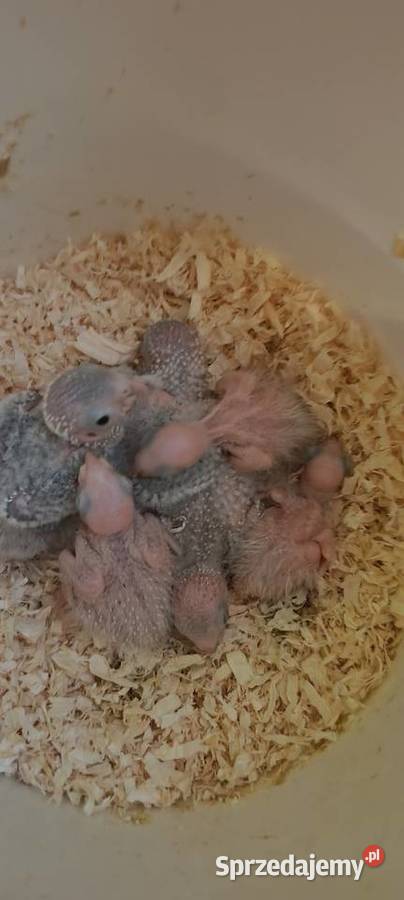 Papugi ręcznie karmione rudosterki Tychy sprzedam