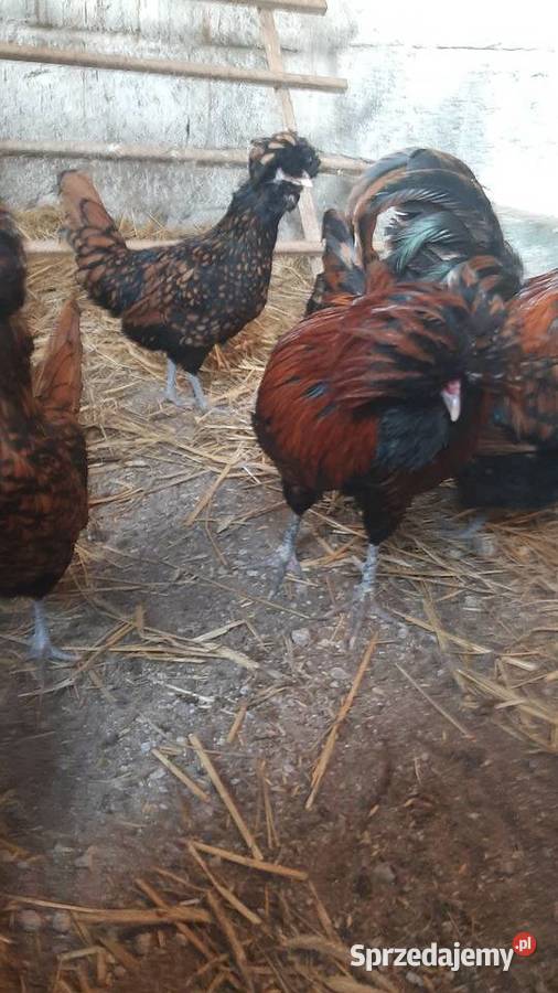 Czubatki Padewskie złotołuskowane para Zastawie sprzedam