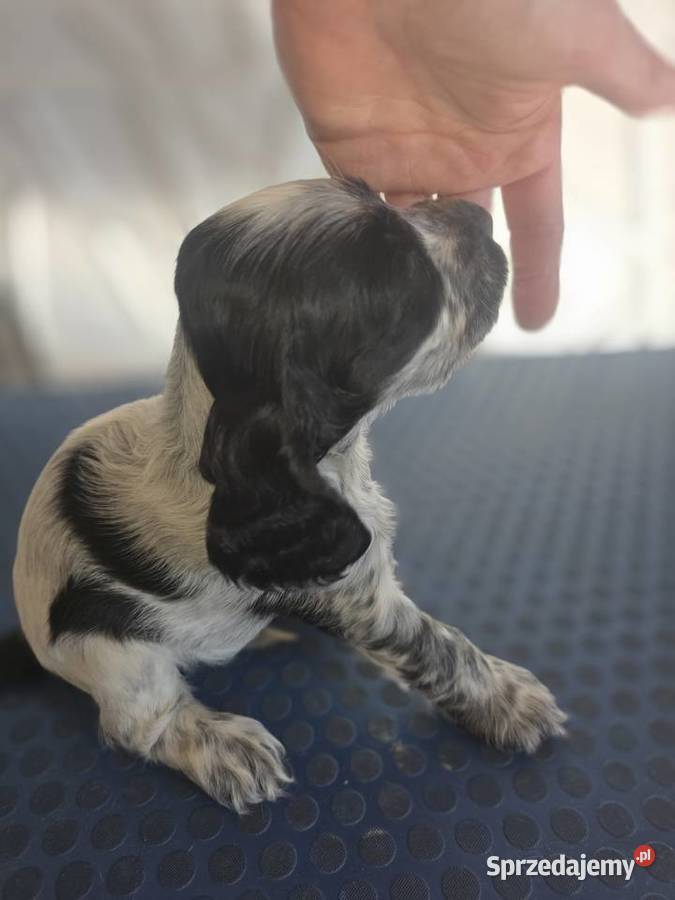 Cocker Spaniel Angielski Cocker Spaniel Żelazków