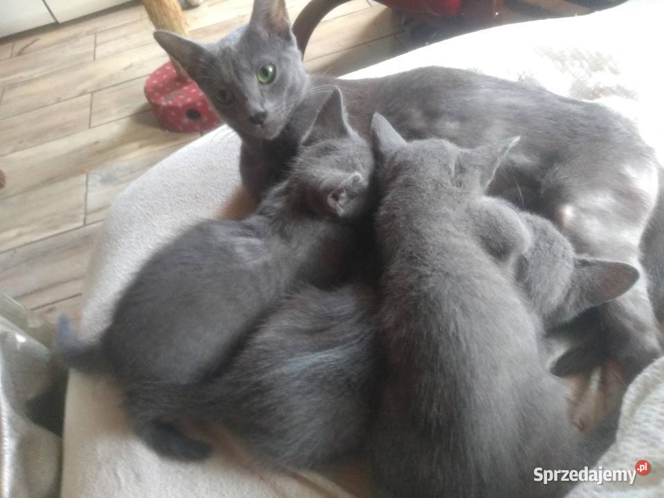 Kocurki rosyjskie niebieskie śląskie Chorzów