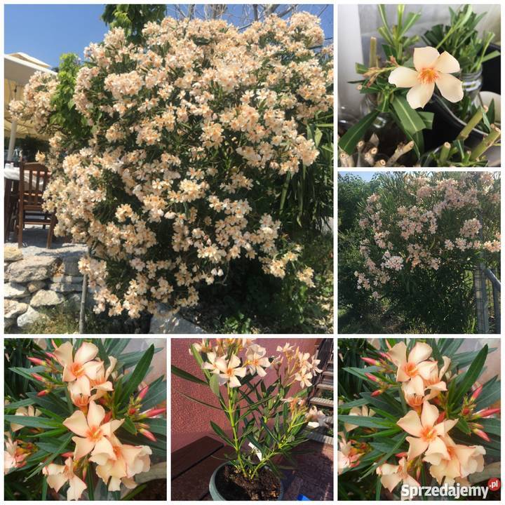 Oleander biały pachnący pełny na imieniny Brzeźnica sprzedam