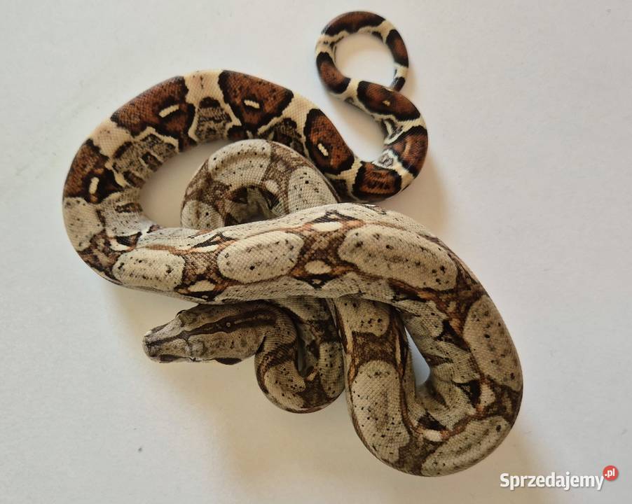 17 boa cesarski cb25 samiec Chrzanów