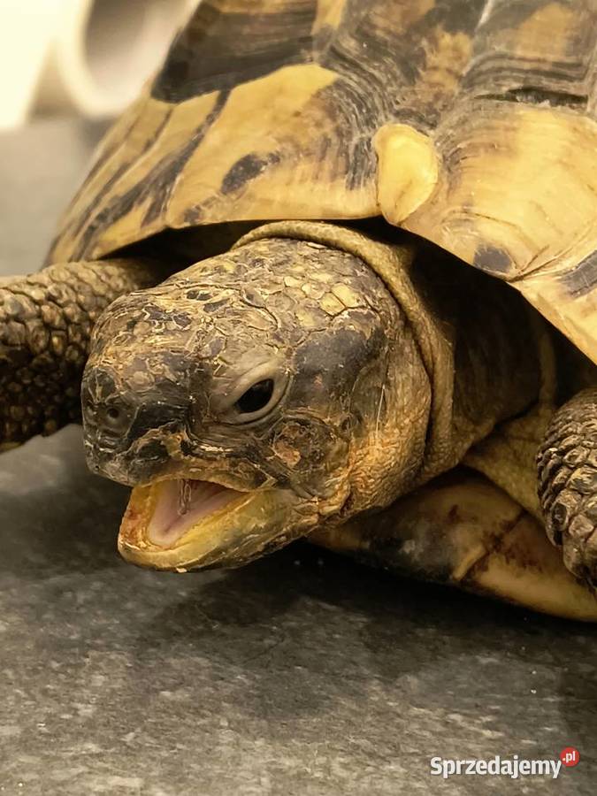 ŻÓW GRECKI dorosły samiec Nowa Sól