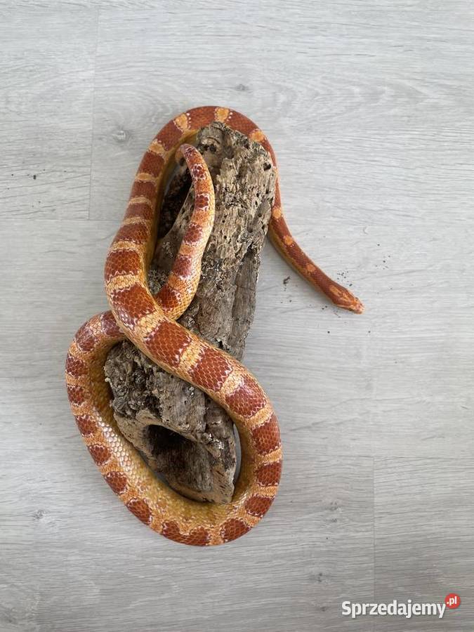 wąż zbożowy odmiana Alemanistic Wrocław