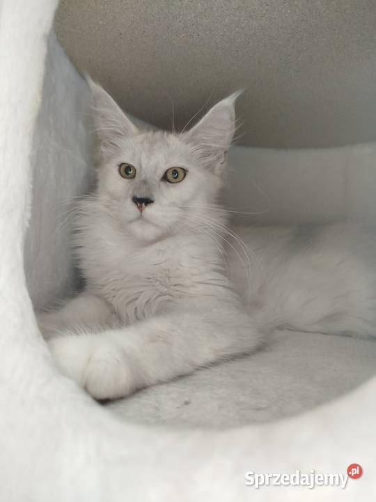 Kotka Maine Coon Kalipso Szembruk