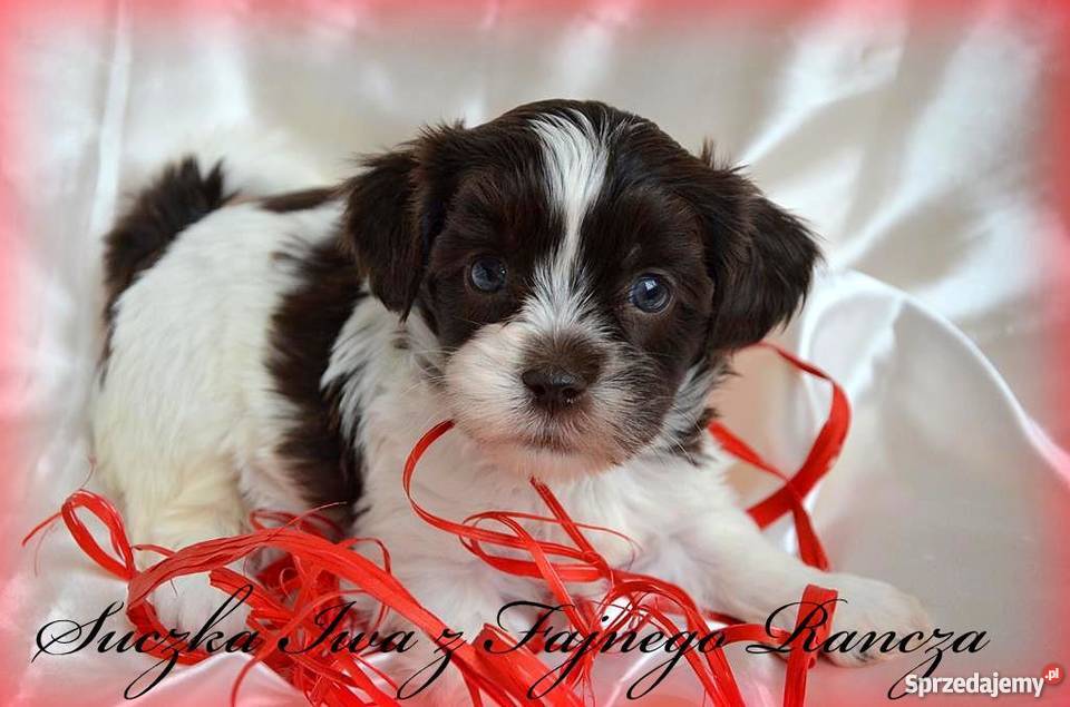 HAWAŃCZYK pieski suczki z rodowodem czekoladowe Ostrzeszów