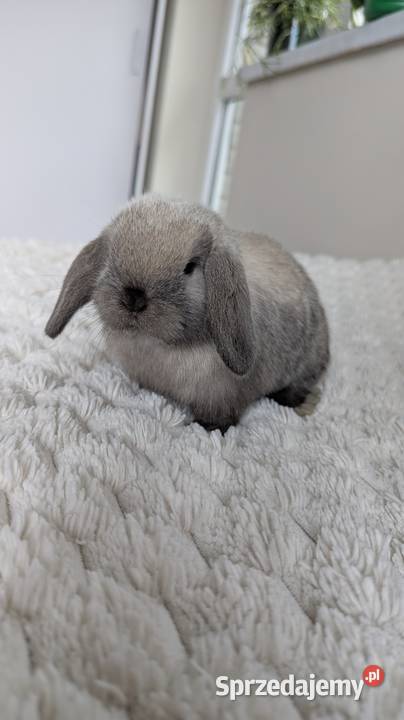 Mini lop królik miniaturka mały karzełek baranek Króliki