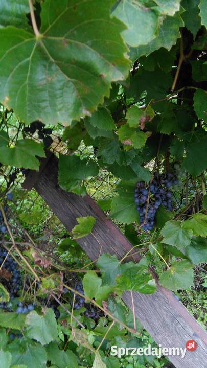 Topinambur Słonecznik bulwiasty opolskie Wronów