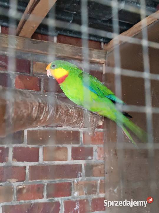 Sprzedam Barabandy wielkopolskie Rawicz sprzedam