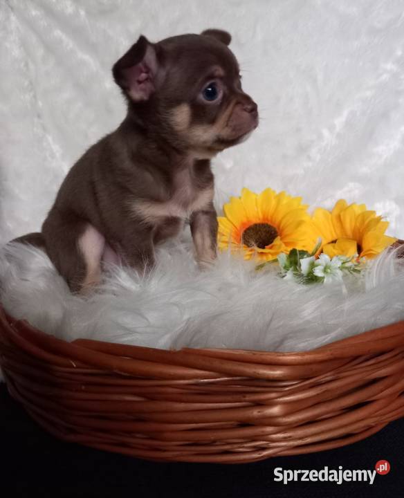Chihuahua krótkowłosy czekoladowy Chihuahua Strzelce Opolskie