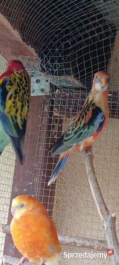 Rozella Białolica mazowieckie Krupia Wólka sprzedam