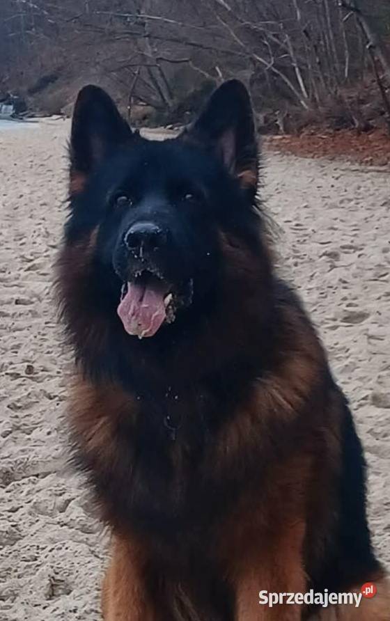 Szczeniaki owczarki niemieckie długowłose ZKWP kujawsko-pomorskie Tuchola