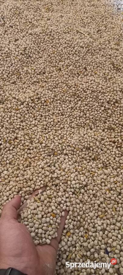 Pszenica Pszenżyto owies łubin Zboża Smęgorzów