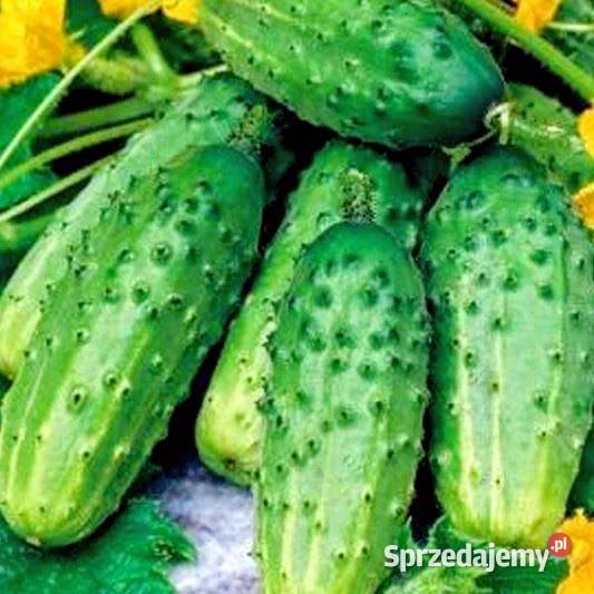 Rodniczok Palczik Kustowoj Zasollaczny ogórek Kraków