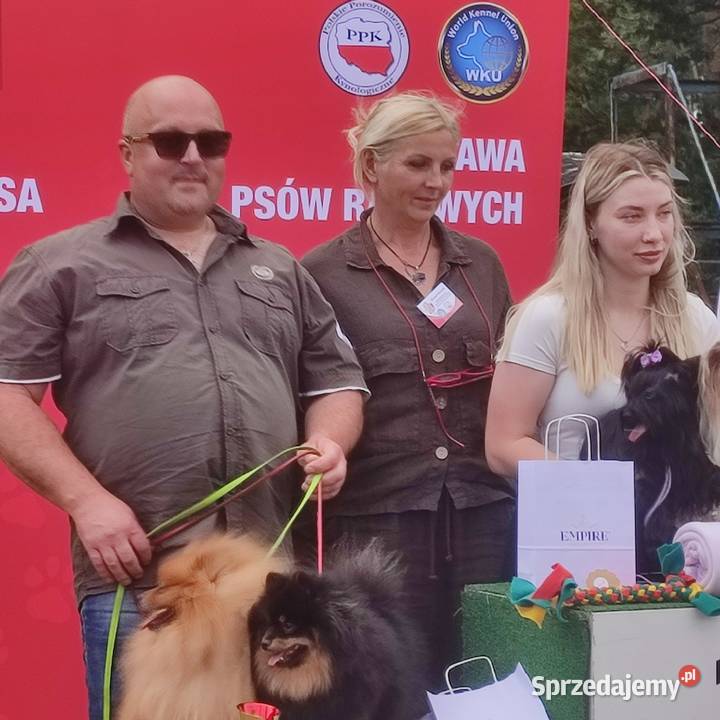 Wzorcowy Mały Szpic Niemiecki piękne umaszczenie opolskie Krapkowice sprzedam