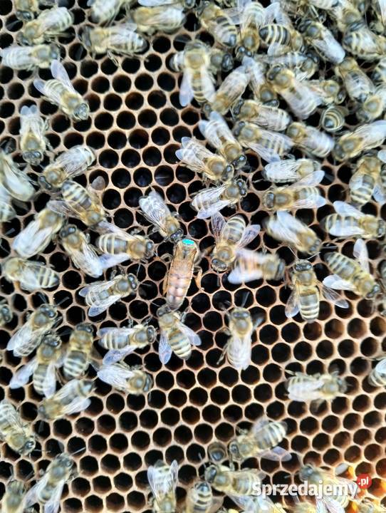 Pszczoły Ule Rodziny pszczele Pasieka Białystok