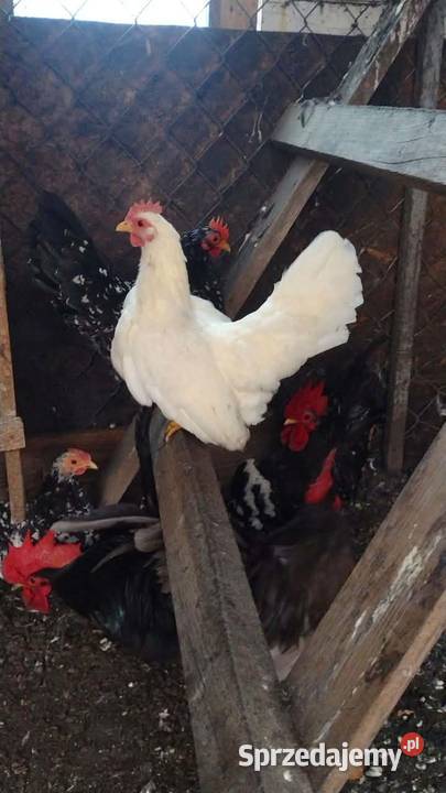 Młode kury chabo OSTATNIA PARA NA SPRZEDAŻ kujawsko-pomorskie Plemięta