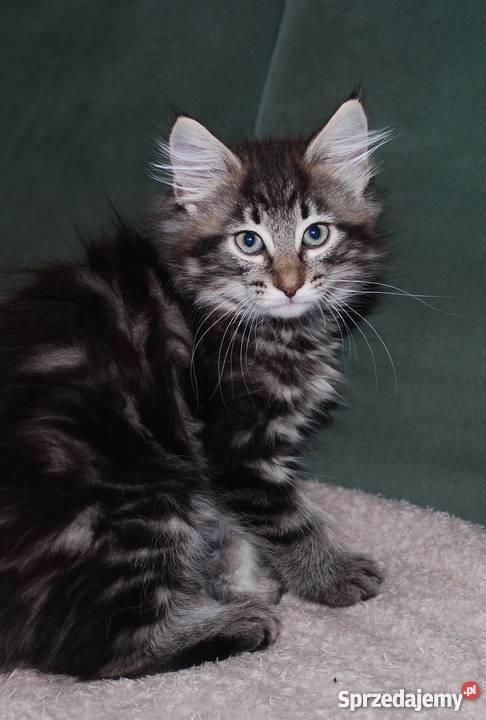 Kocięta norweskie leśne kujawsko-pomorskie Żołędowo