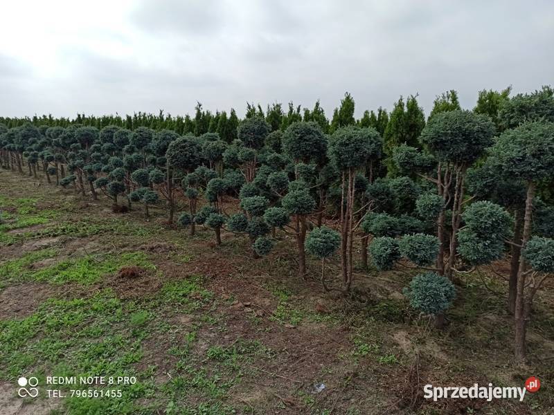 Bonsai z Cyprysika Groszkowego Boulevard 250 dolnośląskie Januszkowice