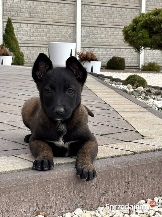 Owczarki belgijskie malarstwo Kielce