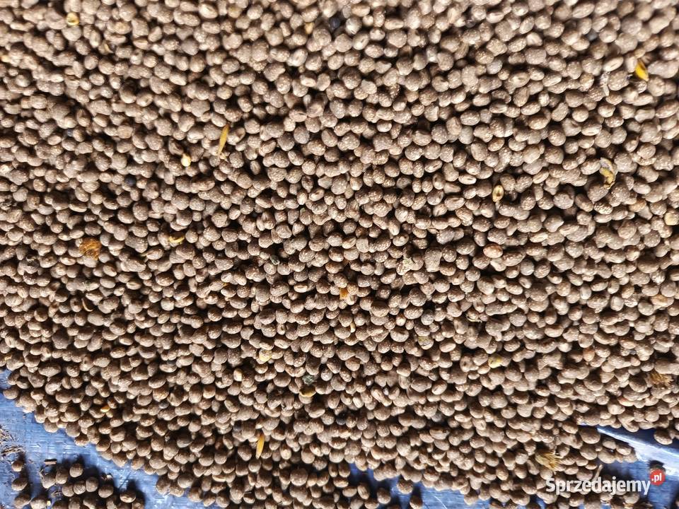 Sprzedam łubin wąskolistny gorzki