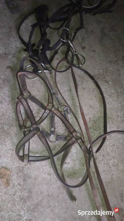 Uprzaz konia Konie Czerniki