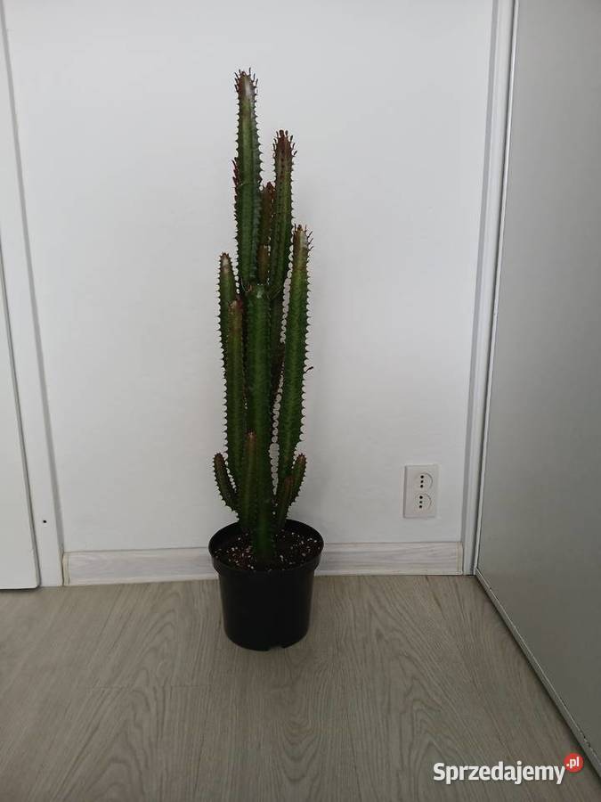 Euphorbia Trigona Rubra 84 wilczomlecz bordowy śląskie Częstochowa