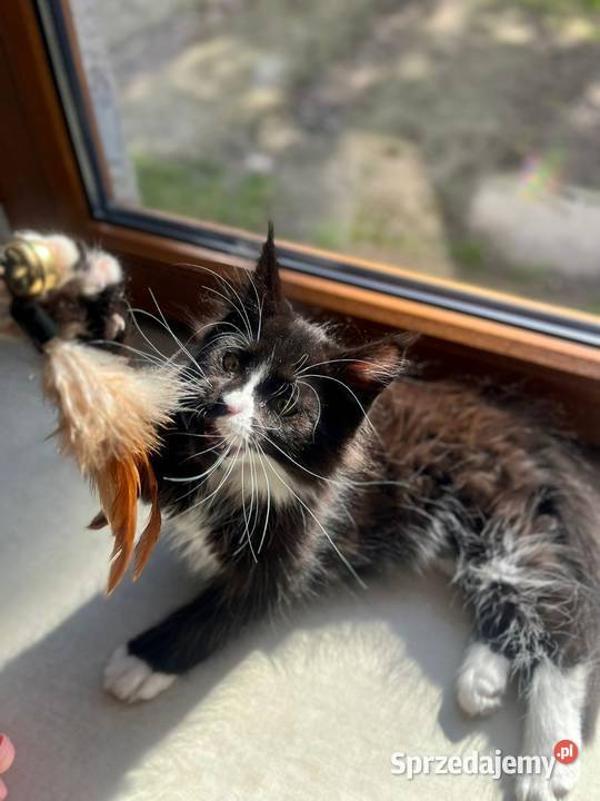 Maine Coon koteczka Sława