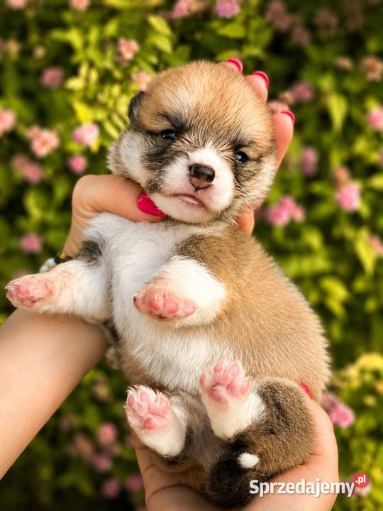 Szczenięta Welsh Corgi Pembroke FCI Bełchatów