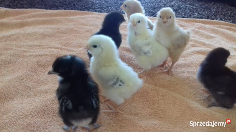 Sprzedam drub Krasnopol