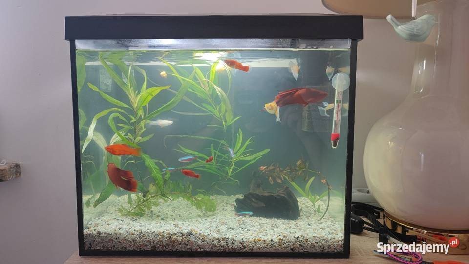 Akwarium 35 litrów Warszawa