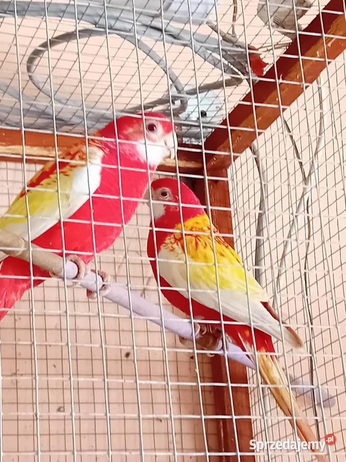 Papugi rozele rubino Siedlce