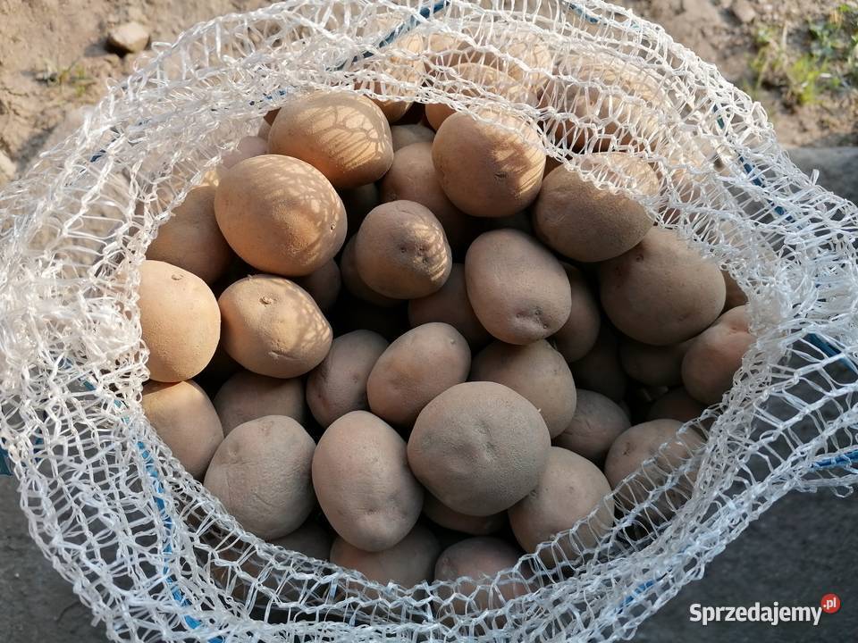 IRGA sadzeniaki 2 razy sadzone centrali