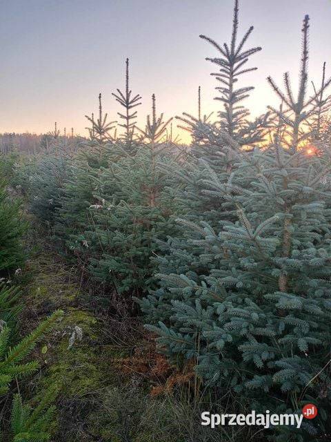 choinki świąteczne świerk srebrny zielony Michałów Rudnicki
