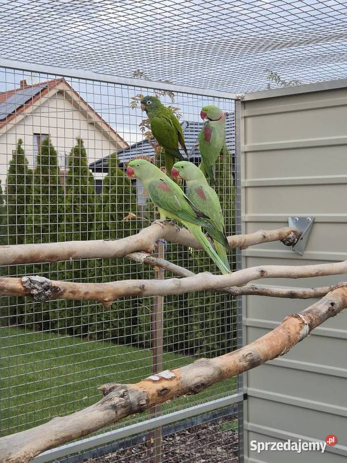 Aleksandretty wielkie samiec samica Rakoniewice