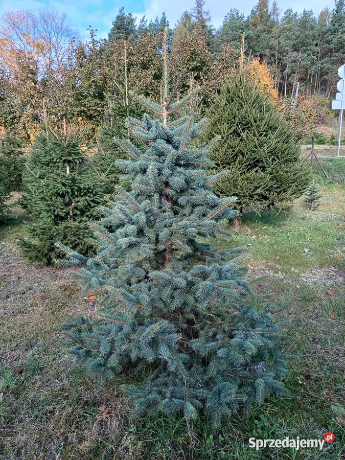 Choinki Świerk Jodła Sosna Golub-Dobrzyń