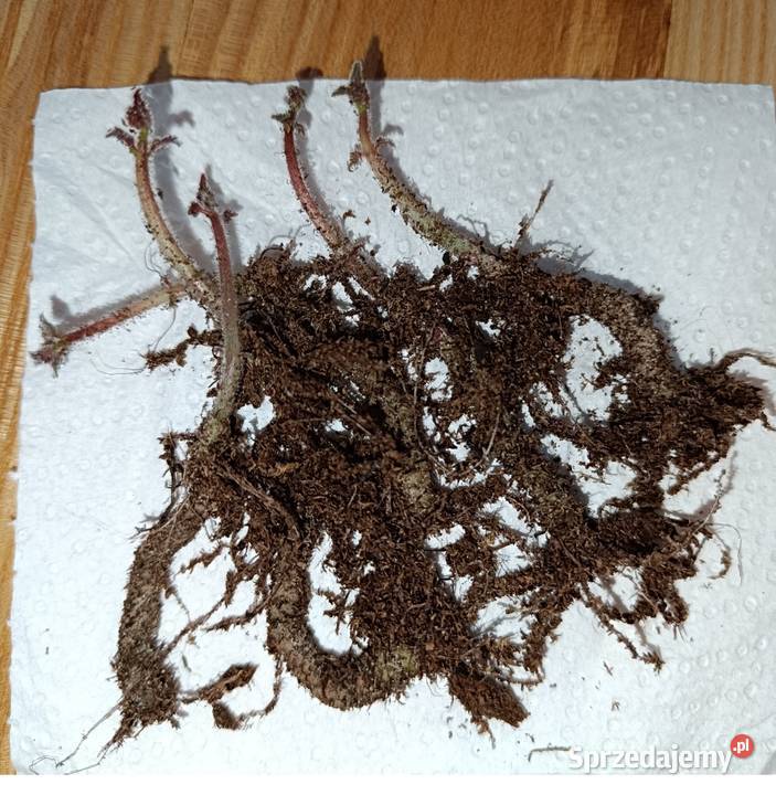 Achimenesy Eucodonia Seemannia Radzyń Podlaski
